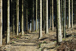 Wald; Bild: Internet-ABC