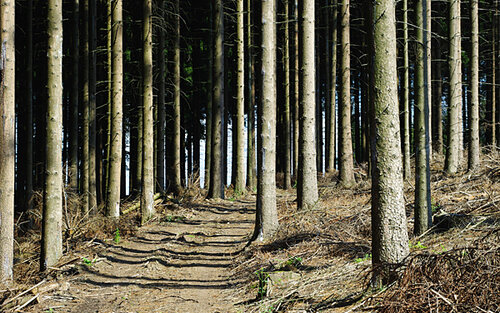 Wald; Bild: Internet-ABC