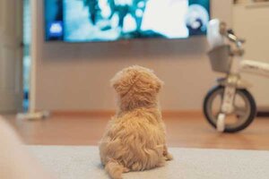 Weißer, langhaariger, kleiner Hund auf dem Boden; Bild: sq lim auf Unsplash Weißer, langhaariger, kleiner Hund auf dem Boden; Bild: sq lim auf Unsplash