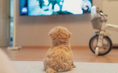 Weißer, langhaariger, kleiner Hund auf dem Boden; Bild: sq lim auf Unsplash