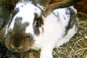Kaninchen; Bild: Internet-ABC