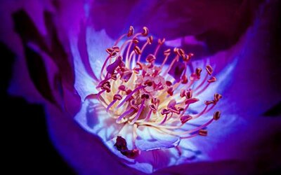 Nahaufnahme einer lila Blume auf schwarzem Hintergrund