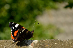 Schmetterling