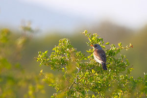 Drossel (Singvogel); Bild: Find-das-Bild.de/Michael Schnell 