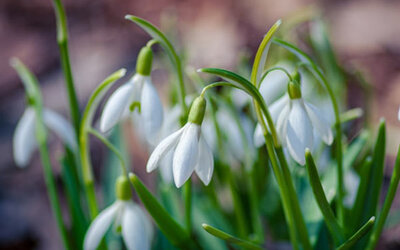 Weiße Blumen in der Tilt Shift Linse; Bild: Yoksel 🌿 Zok auf Unsplash