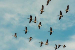 Ein Schwarm Vögel, die in einer V-Formation fliegen; Bild: Mike Cox auf Unsplash Gänse, die in einer V-Form fliegen.