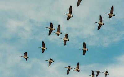 Gänse, die in einer V-Form fliegen.