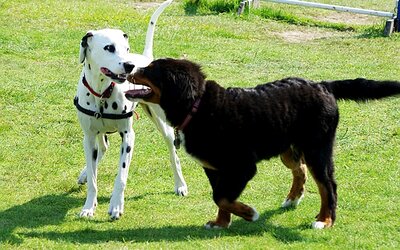 Zwei Hunde; Bild: Find-das-Bild.de / Michael Schnell