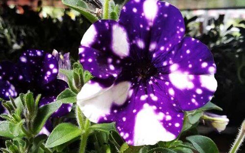 Gepunktete Blume; Bild: Internet-ABC