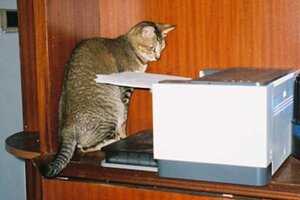 Eine Katze sitzt auf einem Regal neben einem Drucker; Bild: Quan Jing auf Unsplash
