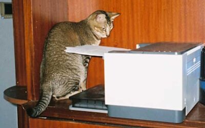 Eine Katze sitzt auf einem Regal neben einem Drucker; Bild: Quan Jing auf Unsplash