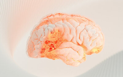 Orangenes Gehirn vor weiß-orangem Hintergrund.