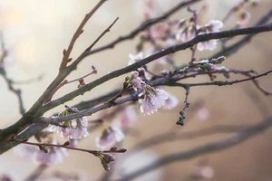 Nahaufnahme eines Baumes mit rosa Blüten; Bild: Jack Blueberry auf Unsplash 