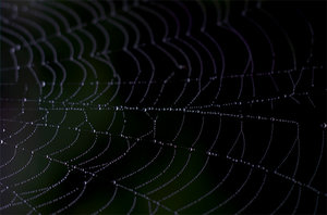 Dunkles Spinnennetz; Bild: Find-das-Bild.de / Michael Schnell