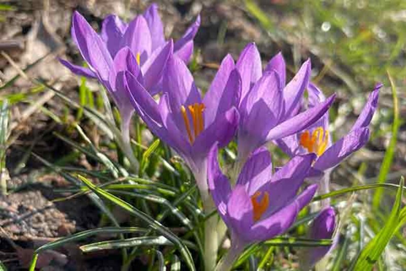 Blühender Krokus; Bild: Internet-ABC Blühender Krokus; Bild: Internet-ABC