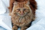 Miau Mou Mi?! Ein Computer übersetzt in Katzensprache