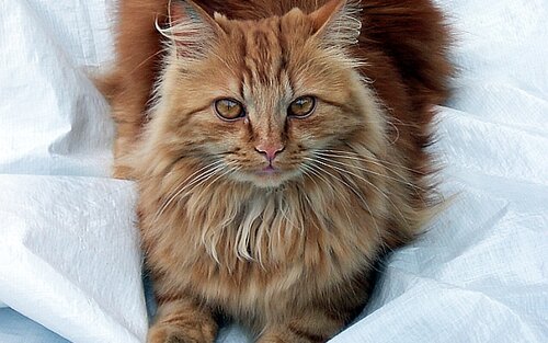 Ein Kater; Bild: Find-das-Bild.de / Michael Schnell