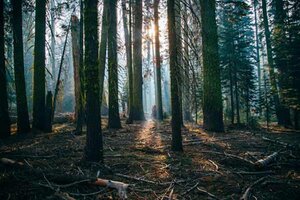 Niedriger Winkel von grün belaubten Bäumen; Bild: Jesse Gardner auf Unsplash Bild von einem Wald; Bild: Jesse Gardner auf Unsplash