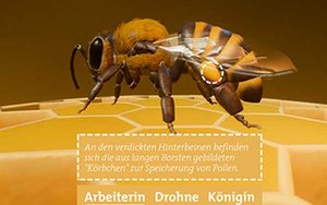3D-Animation einer Honigbiene