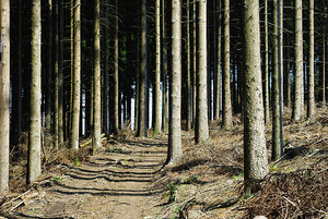 Wald; Bild: Find-das-Bild.de / Michael Schnell