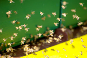 Bienen am Bienenstock; Bild: Find-das-Bild.de / Michael Schnell
