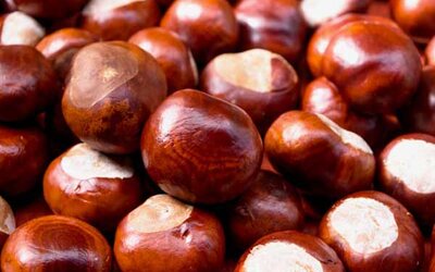 Viele Kastanien liegen übereinander.