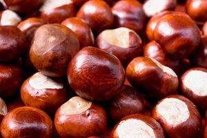 Braune und schwarze Holz und braune Holzflaschen; Bild: Ivan Oštrić auf Unsplash Viele Kastanien liegen übereinander.