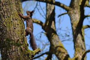 Eichhörnchen; Bild: Find-das-Bild.de / Michael Schnell