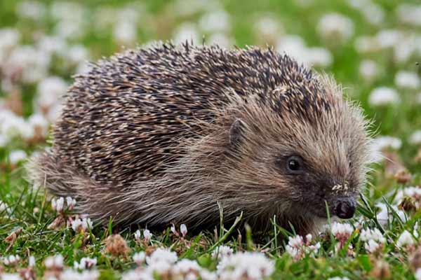 Ein Igel im Gras; Bild: Andy Willis auf Unsplash Ein Igel im Gras.