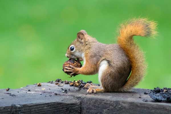 Braunes Eichhörnchen isst Nüsse; Bild: Caleb Martin auf Unsplash Braunes Eichhörnchen isst Nüsse.