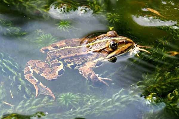 Brauner Frosch im Wasser; Bild: Ed van duijn auf Unsplash Brauner Frosch im Wasser.