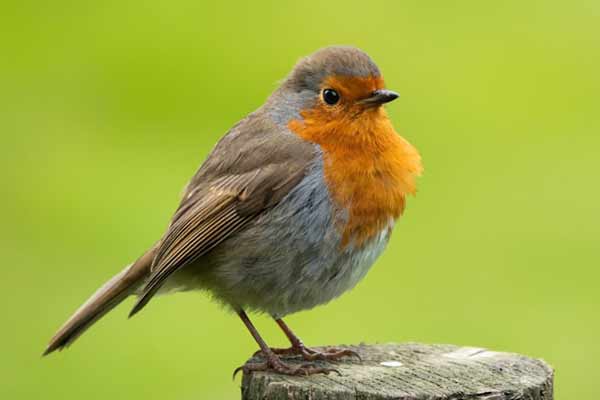Brauner und grauer Vogel auf grauem Ast; Bild: John McMahon auf Unsplash Rotkelchen sitz auf einem Baumstumpf.