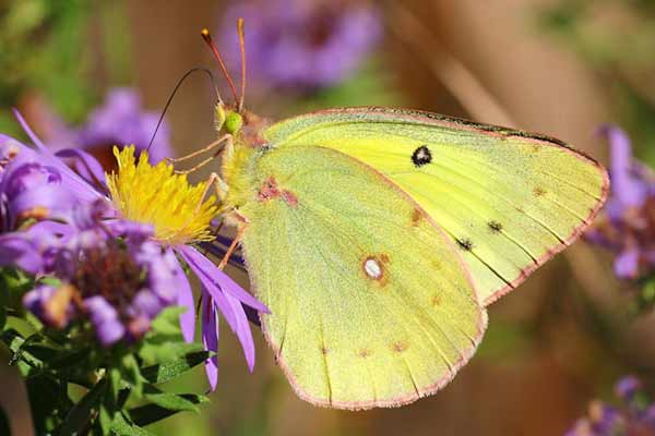 Ein gelber Schmetterling nippt an Nektar von einer Blüte; Bild: Thomas Elliott auf Unsplash Ein gelber Schmetterling nippt an Nektar von einer Blüte.