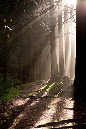 Wald; Bild: Find-das-Bild.de / Michael Schnell